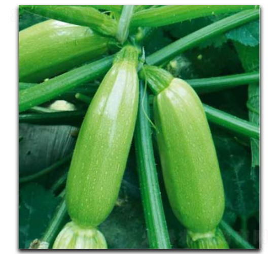 ������-�����J�N��-�մ��r�I(y��)