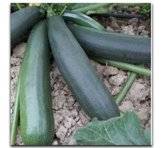 ������̖-�����J�N��-�մ��r(n��ng)�I(y��)