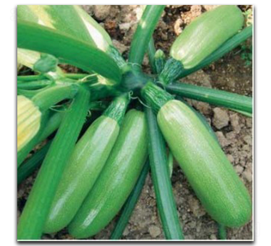 ������̖(h��o)-�����J�N��-�մ��r(n��ng)�I(y��)