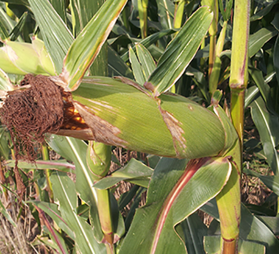 �x��73̖-���׷N��-���r(n��ng)�N�I(y��)