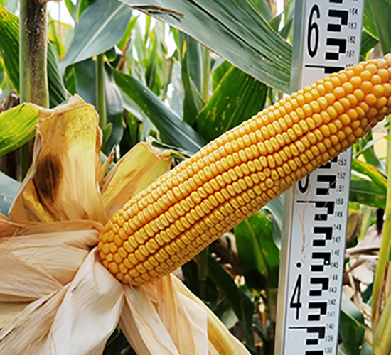 ��1002-���׷N��-���r(n��ng)�N�I(y��)