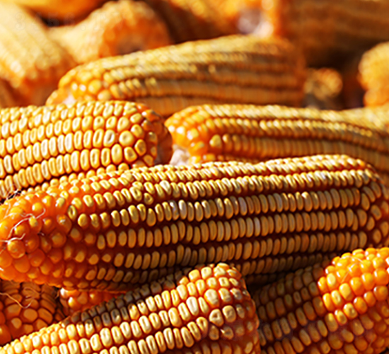 ��10�־���968-���׷N��-���r(n��ng)�N�I(y��)