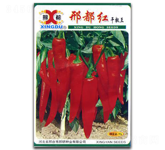 �϶��t-�����N��-���зN�I(y��)