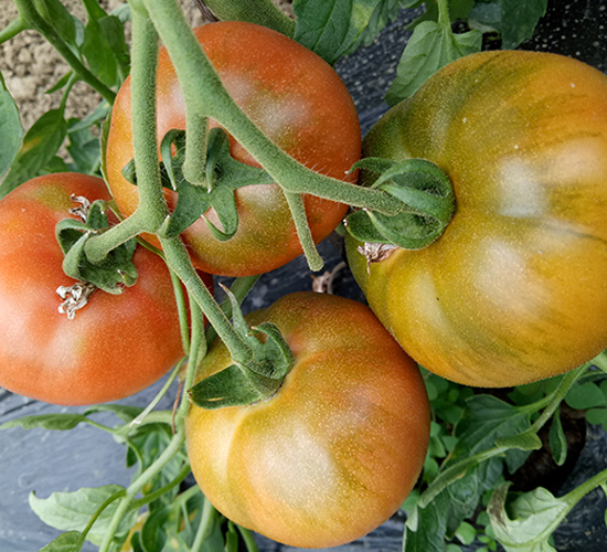 ���071���ž��G������-���ѷN��-�մ��r(n��ng)�I(y��)