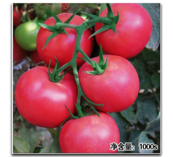 �Z��12024-���ѷN��-�մ��r(n��ng)�I(y��)