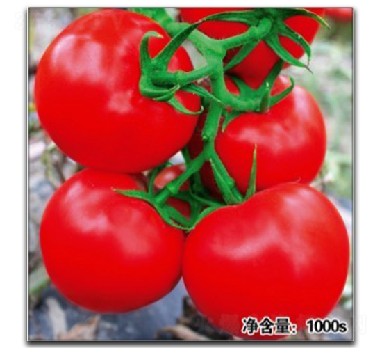 �Z��1063-���ѷN��-�մ��r(n��ng)�I(y��)