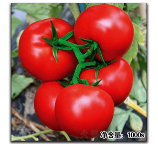 �Z��11208-���ѷN��-�մ��r(n��ng)�I(y��)