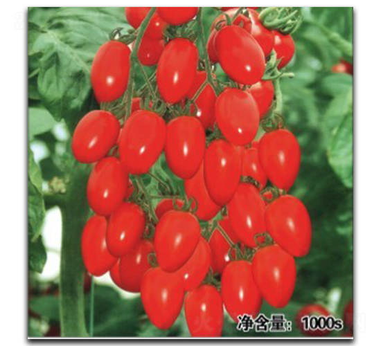 QQ�t�@-���ѷN��-�մ��r(n��ng)�I(y��)