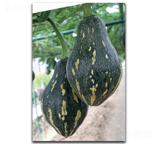 �����Ϲ�-�ϹϷN��-����N��