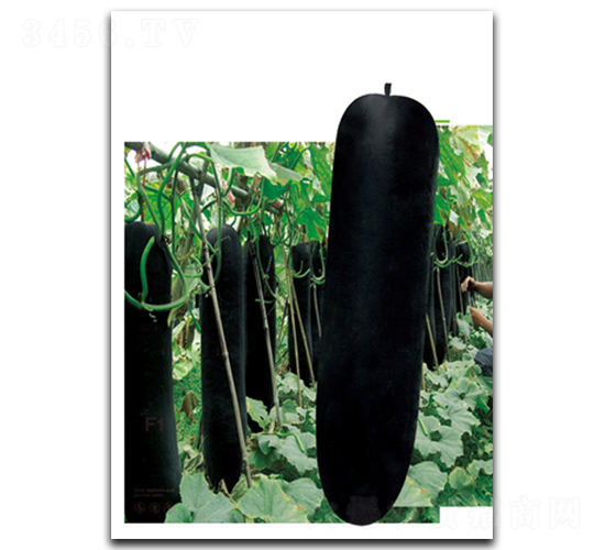 �ڴ��-�ϹϷN��-����N��