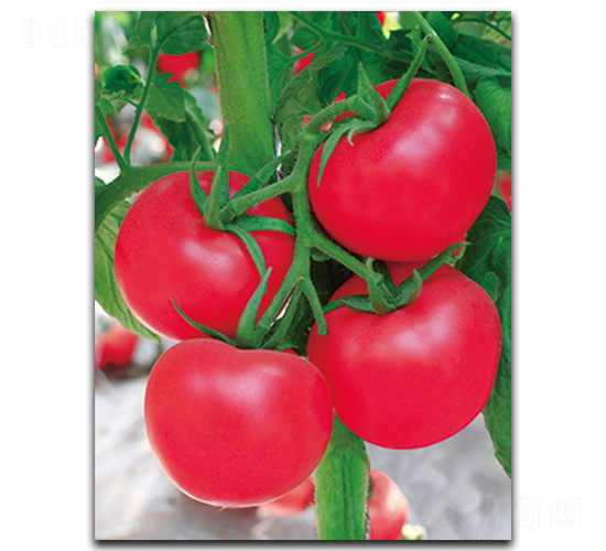 ����X-8-���ѷN��-����N��