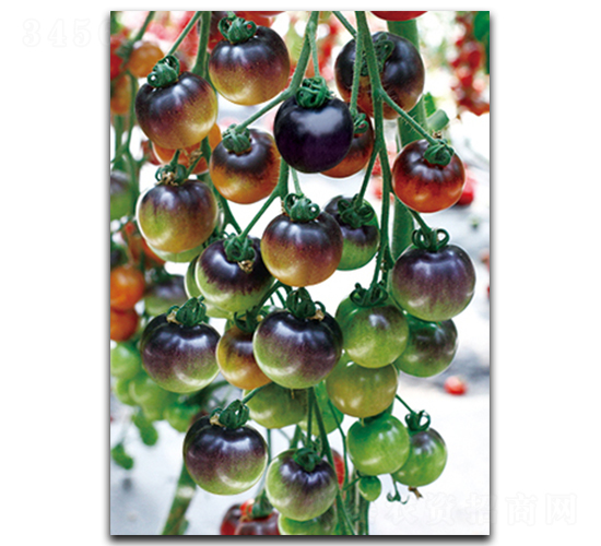 �������-���ѷN��-����N��