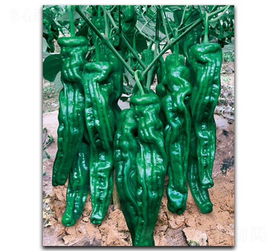 ����һ����-�����N��-����N��