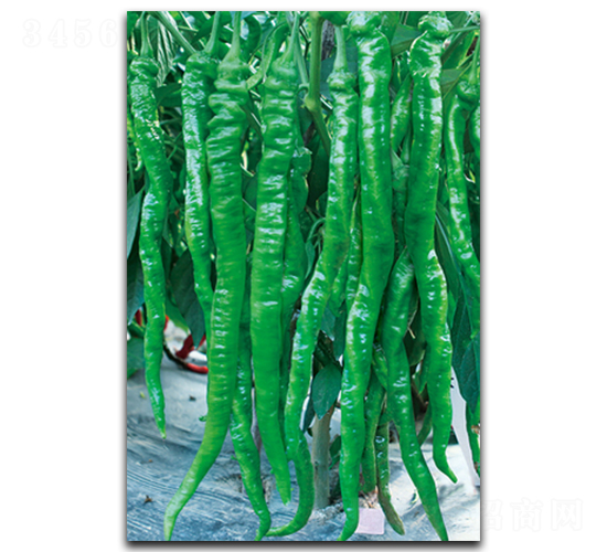 ��������-�����N��-����N��