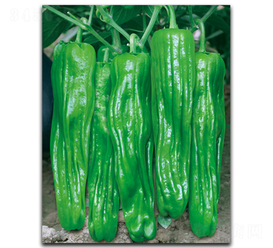 �f�Ҙ�-�����N��-����N��