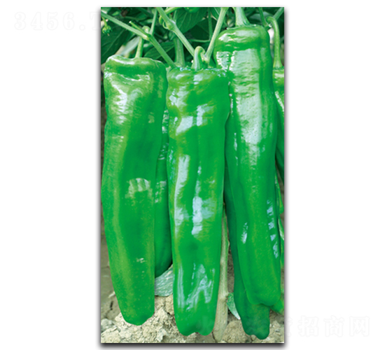 �f�Ҹ�135-�����N��-����N��