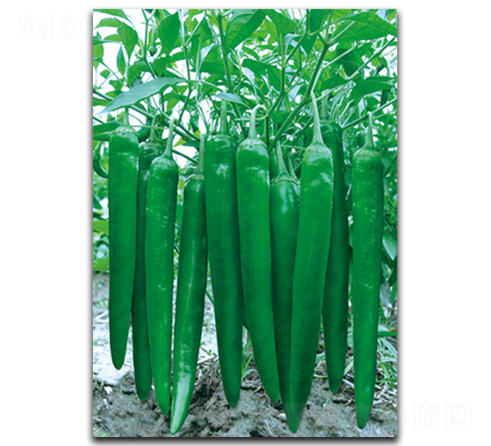 ��������365-�����N��-����N��