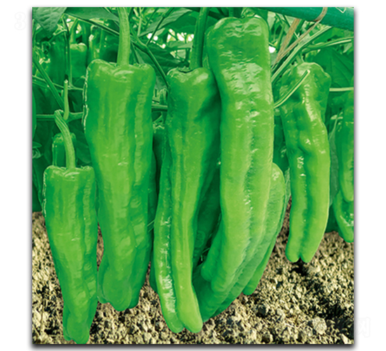 ����S9099-�����N��-����N��