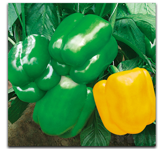 ����S400-�����N��-����N��