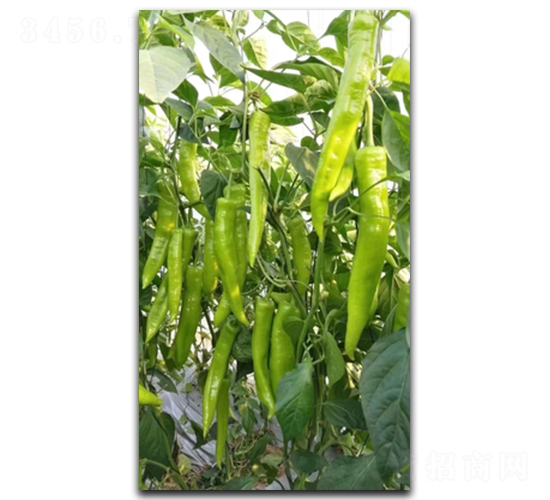 ����S300-�����N��-����N��