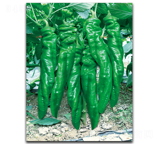 ����S-8199-�����N��-����N��