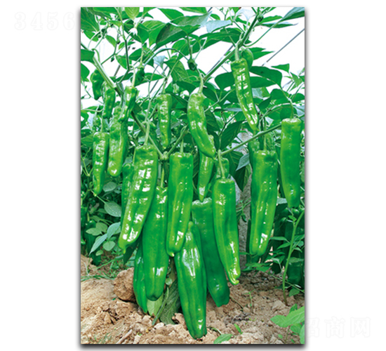 ����S-5-�����N��-����N��