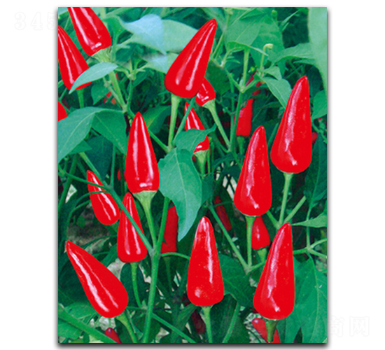 ����S-5����-�����N��-����N��