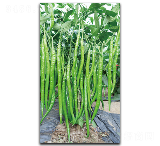 ����5055-�����N��-����N��