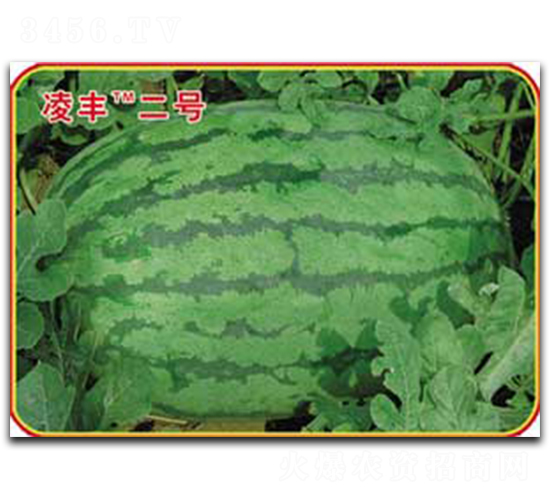 ���S��̖-���ϷN��-�s�S�N�I(y��)