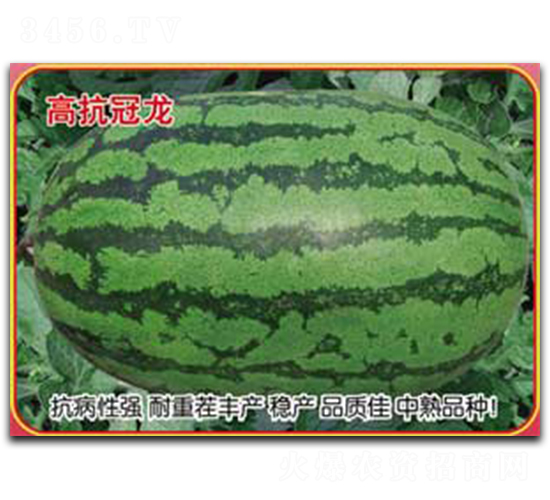 �߿�����-���ϷN��-�s�S�N�I(y��)