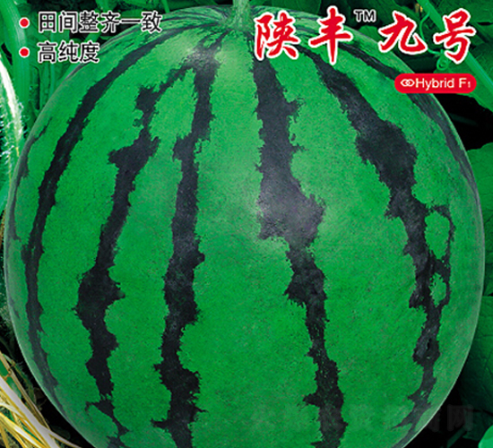 ��S9̖(h��o)-���ϷN��-�s�S�N�I(y��)