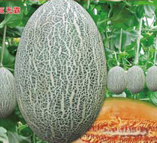 �ޟo��-��ϷN��-�s�S�N�I(y��)