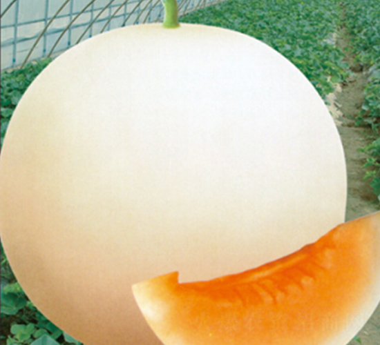 ѩ�t��-��ϷN��-�s�S�N�I(y��)