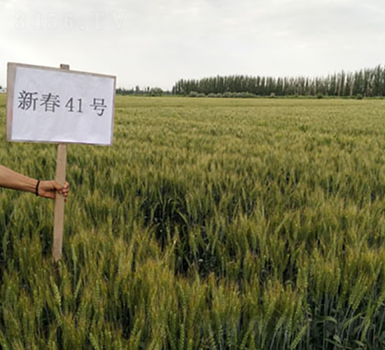 �´�41̖-С���N��-��ʥ�̷N�I(y��)