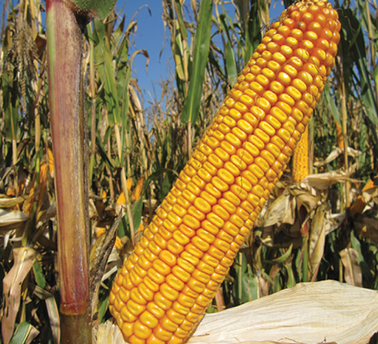 ����41-���׷N��-��ʥ�̷N�I(y��)