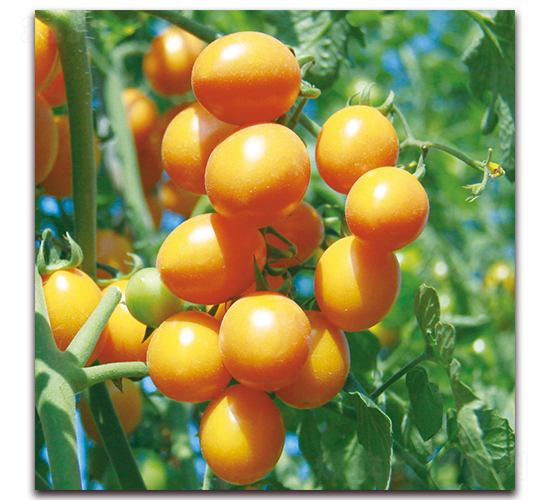 �S�С���ѣ�571��-���ѷN��-�����r(n��ng)