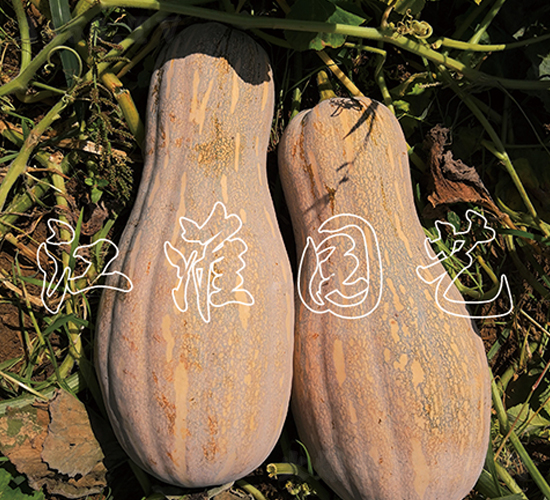 ����2̖(h��o)-�ϹϷN��-�����@ˇ