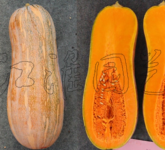 ����6̖(h��o)-�ϹϷN��-�����@ˇ