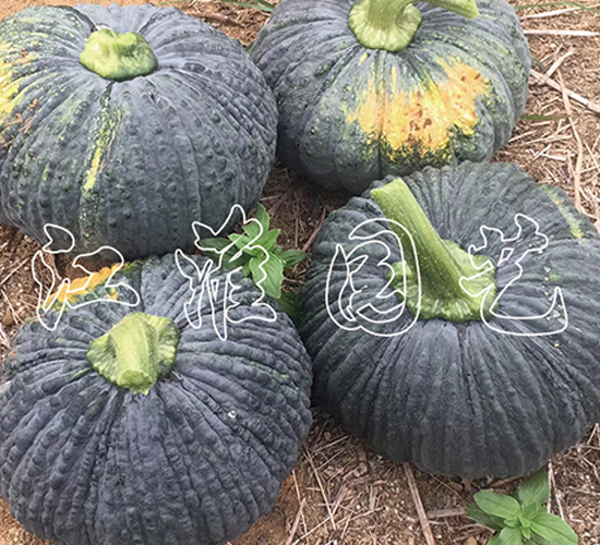 �P��203-�ϹϷN��-�����@ˇ