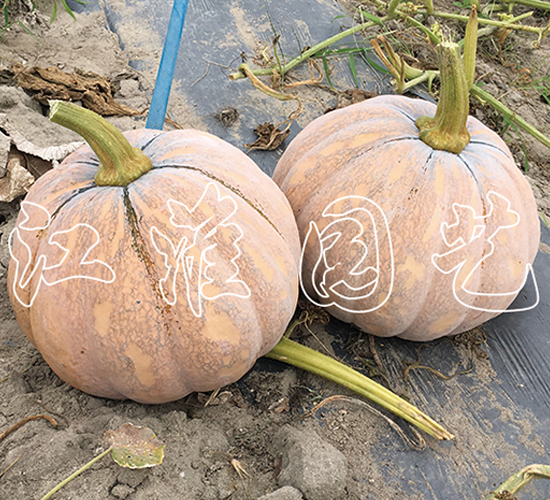 �P��211-�ϹϷN��-�����@ˇ