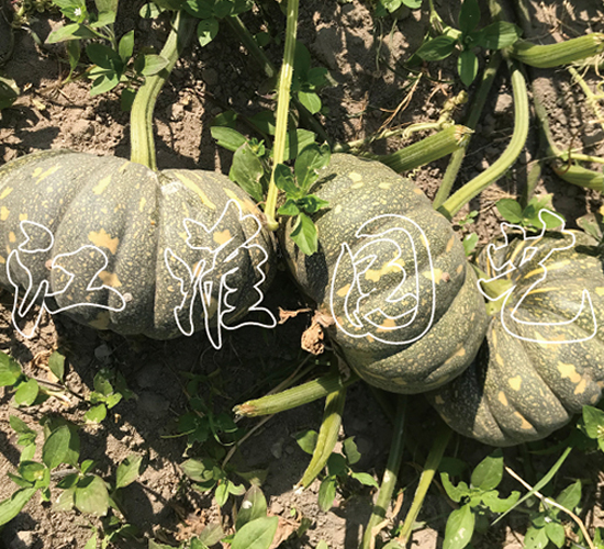 �P��212-�ϹϷN��-�����@ˇ