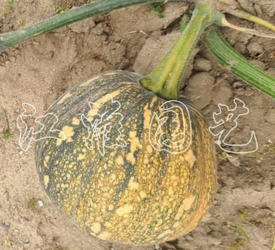 �P��215-�ϹϷN��-�����@ˇ