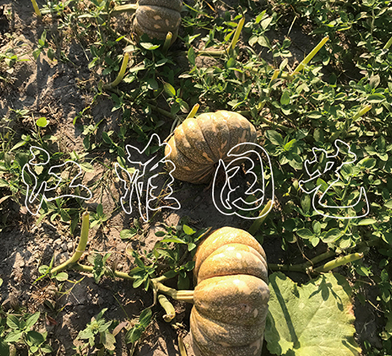 �P(p��n)��216-�ϹϷN��-�����@ˇ