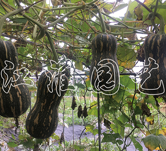 �ᭇ1̖(h��o)-�ϹϷN��-�����@ˇ