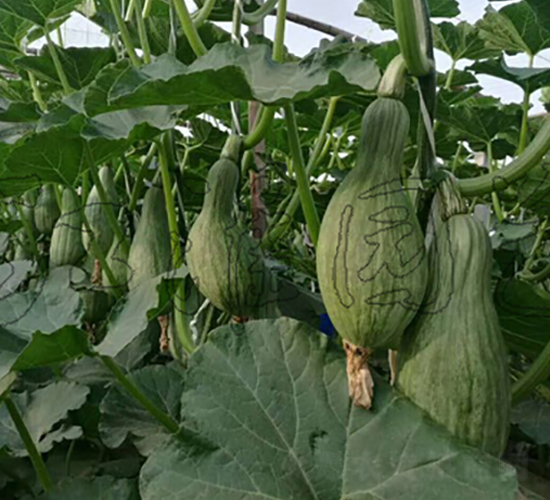 �F���Ϲ�-�ϹϷN��-�����@ˇ