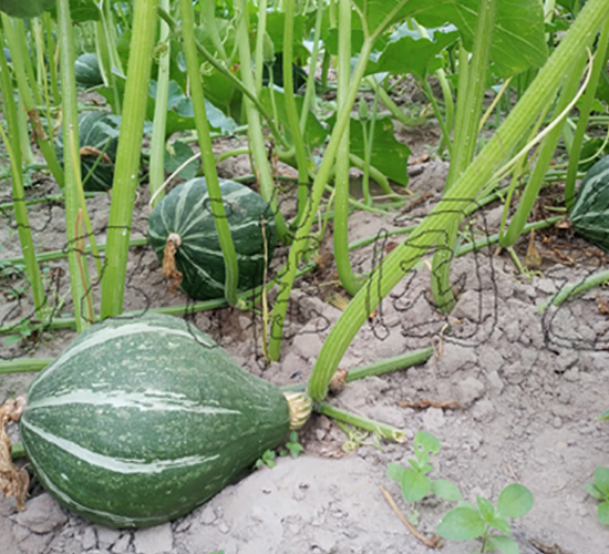 ���F1̖(h��o)-�ϹϷN��-�����@ˇ