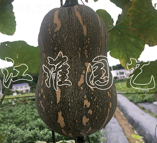 �ᭇ2̖(h��o)-�ϹϷN��-�����@ˇ