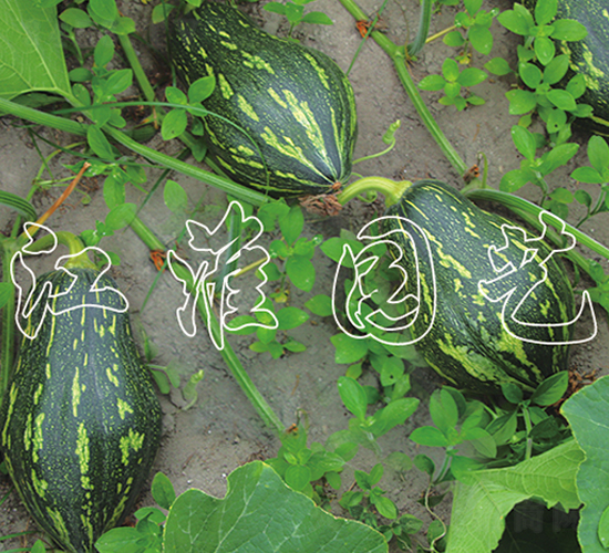 ����1̖(h��o)-�ϹϷN��-�����@ˇ