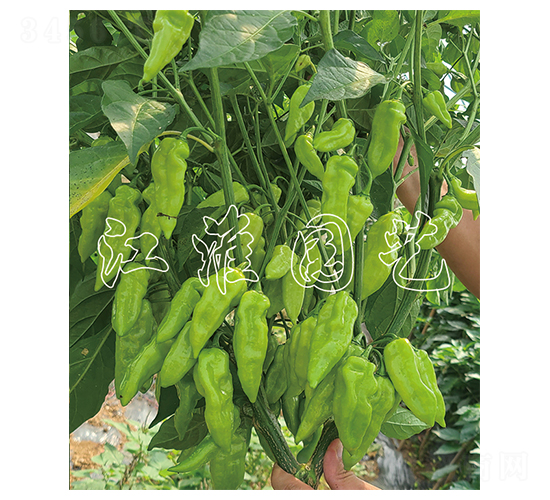 ������-�����N��-�����@ˇ