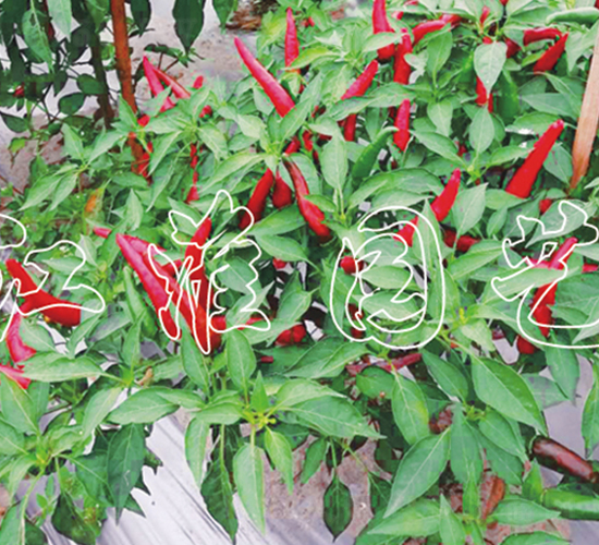 JYSL19-8-�����N��-�����@ˇ